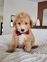 Windsor | Petite Mini F1BB Goldendoodle | Trained | $895, a male Miniature Goldendoodle for sale in Madison, WI – 2 of 2