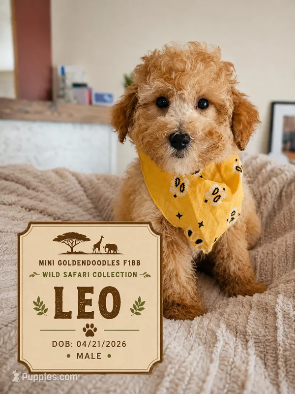 Leo - F1BB Mini Goldendoodle – Poodle - Miniature , Miniature Goldendoodle puppy for sale in Madison, WI