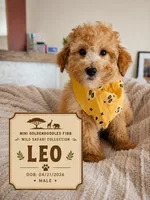 Leo - F1BB Mini Goldendoodle, a male Poodle - Miniature  and Miniature Goldendoodle for sale in Madison, WI – 1 of 3