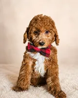 Graham • Micro Mini Goldendoodle TRAINED, a male Miniature Goldendoodle for sale in Madison, WI – 5 of 6