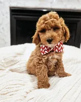 Aspen - F1B Mini Goldendoodle, a male Miniature Goldendoodle for sale in Madison, WI – Photo 2 of 4
