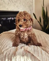 Aspen - F1BB Mini Goldendoodle, a male Miniature Goldendoodle for sale in Madison, WI – Photo 1 of 4