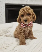 Aspen - F1BB Mini Goldendoodle, a male Miniature Goldendoodle for sale in Madison, WI – Photo 3 of 4