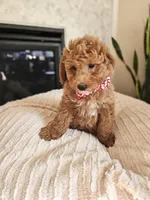 Aspen - F1BB Mini Goldendoodle, a male Miniature Goldendoodle for sale in Madison, WI – Photo 2 of 4