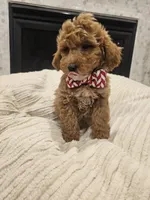 Aspen - F1BB Mini Goldendoodle, a male Miniature Goldendoodle for sale in Madison, WI – Photo 4 of 4