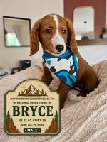 Bryce - Medium Moyen Goldendoodle, a male Goldendoodle for sale in Madison, WI – 1 of 2