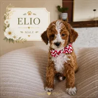 Elio - F1B Cavapoo, a female Cavapoo for sale in Madison, WI – 1 of 1