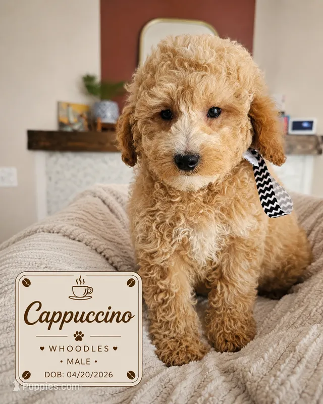 Cappuccino - F1B Whoodle Doodle, a male Poodle - Miniature  and Whoodle for sale in Madison, WI – 1 of 2
