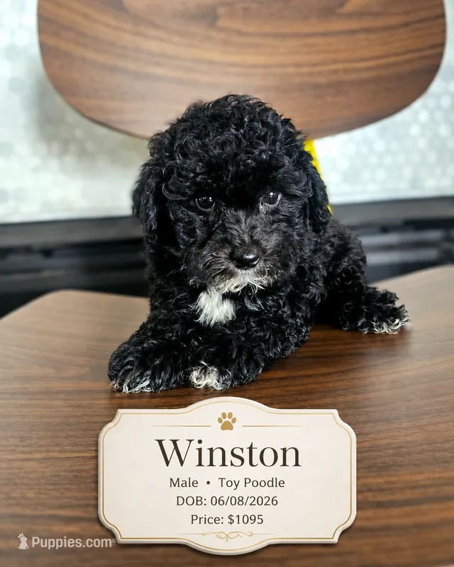 Winston - Male Toy Poodle – Poodle - Toy  puppy for sale in Madison, WI