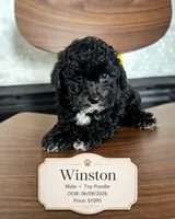 Winston - Male Toy Poodle, a male Poodle - Toy  for sale in Madison, WI – 1 of 5