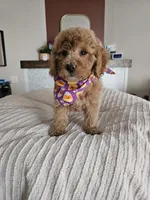 BOO F2B Mini Goldendoodle , a male Miniature Goldendoodle for sale in Madison, WI – 5 of 5