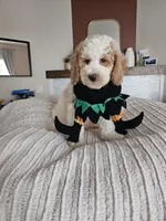 Luna F2B Mini Goldendoodle, a male Miniature Goldendoodle for sale in Madison, WI – 5 of 6