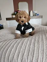 Jack F2B Mini Goldendoodle, a male Miniature Goldendoodle for sale in Madison, WI – 4 of 10