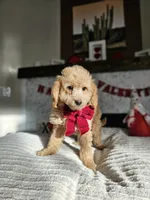 Honey - F1B Mini Goldendoodle, a female Poodle - Miniature  and Miniature Goldendoodle for sale in Madison, WI – Photo 3 of 3