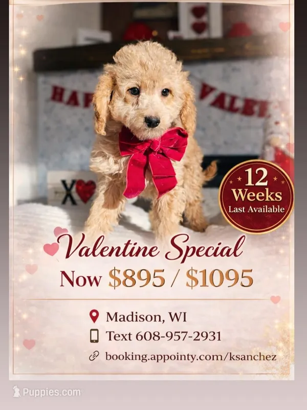 Honey - F1B Mini Goldendoodle