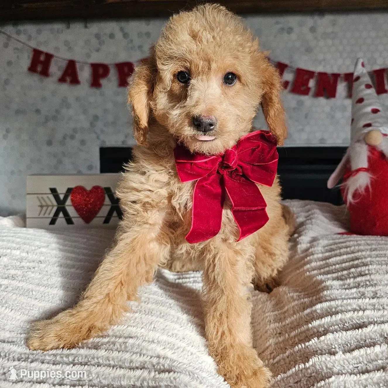 Honey - F1B Mini Goldendoodle, a female Poodle - Miniature  and Miniature Goldendoodle for sale in Madison, WI – Photo 2 of 3