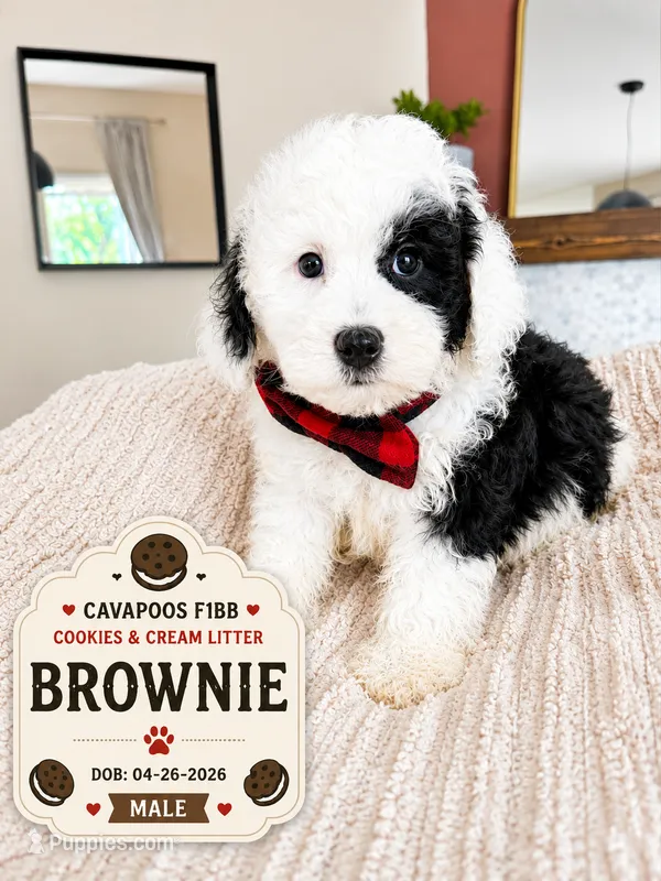 Brownie - F1B Cavapoo – Cavapoo puppy for sale in Madison, WI