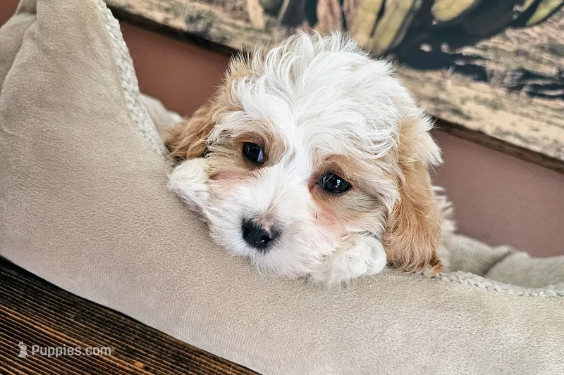 Daisy Cake - F1 Cavapoo – Cavapoo puppy for sale in Madison, WI