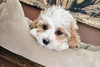 Daisy Cake - F1 Cavapoo, a female Cavapoo for sale in Madison, WI – Photo 1 of 2