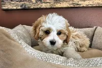 Daisy Cake - F1 Cavapoo, a female Cavapoo for sale in Madison, WI – Photo 2 of 2