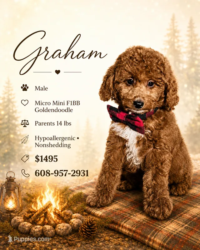 Graham • Micro Mini F1BB – Miniature Goldendoodle puppy for sale in Madison, WI