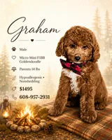 Graham • Micro Mini F1BB, a male Miniature Goldendoodle for sale in Madison, WI – 1 of 1