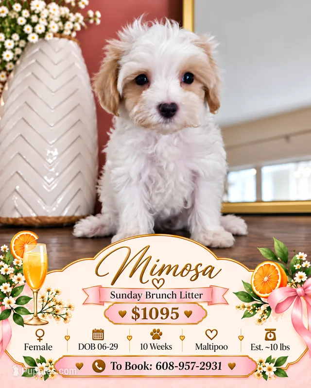 Mimosa - Toy Maltipoo – Maltese, Poodle - Toy  puppy for sale in Madison, WI