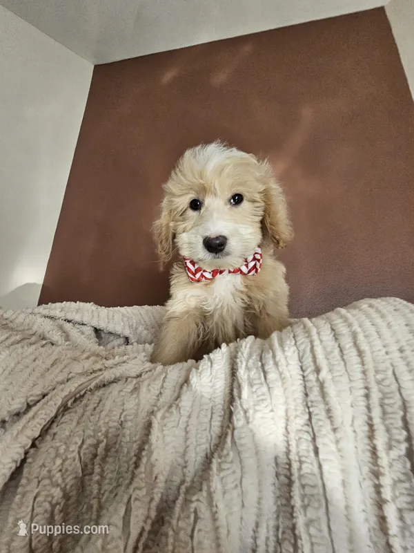 Peter - F1B Mini Goldendoodle – Miniature Goldendoodle puppy for sale in Madison, WI