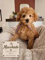 Macchiato - F1B Whoodle Doodle, a male Poodle - Miniature  and Whoodle for sale in Madison, WI – 1 of 2