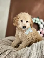 Floppy - F1B Mini Goldendoodle, a female Goldendoodle and Miniature Goldendoodle for sale in Madison, WI – Photo 2 of 2