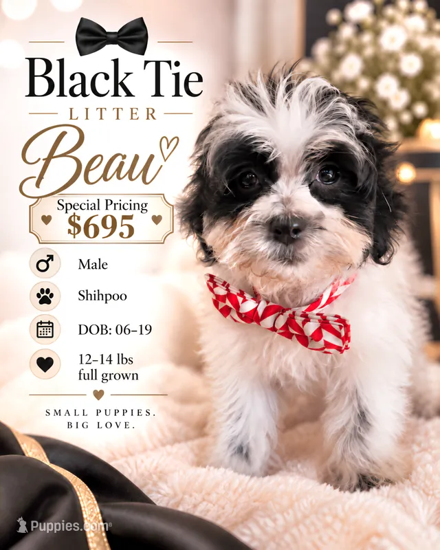 Beau - Shihpoo $695 – Shih Tzu, Poodle - Toy  puppy for sale in Madison, WI