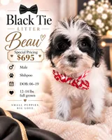 Beau - Shihpoo $695, a male Shih Tzu and Poodle - Toy  for sale in Madison, WI – 1 of 1
