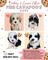 Chip - F1B Cavapoo, a male Cavapoo for sale in Madison, WI – 3 of 3