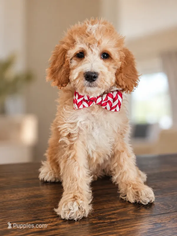 Birch - F1BB Mini Goldendoodle – Miniature Goldendoodle puppy for sale in Madison, WI