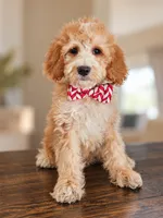 Birch - F1BB Mini Goldendoodle, a female Miniature Goldendoodle for sale in Madison, WI – 1 of 3