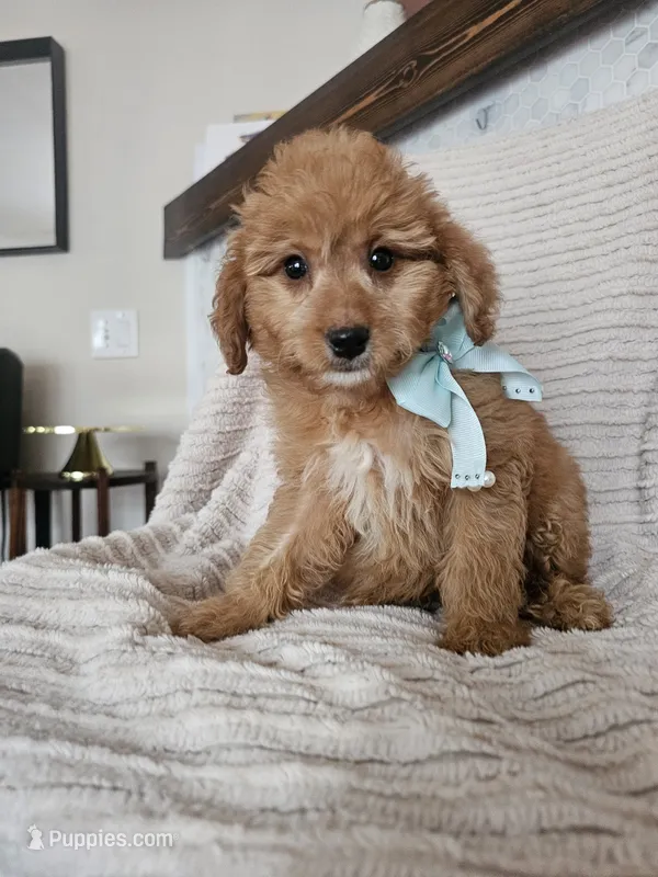 F1B Mini Goldendoodle Female Trained – Miniature Goldendoodle puppy for sale in Madison, WI