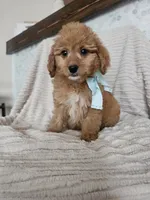 F1B Mini Goldendoodle Female Trained, a female Miniature Goldendoodle for sale in Madison, WI – 2 of 2