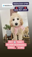 Bunny - F1B Med Mini Goldendoodle , a female Goldendoodle and Miniature Goldendoodle for sale in Madison, WI – Photo 5 of 6