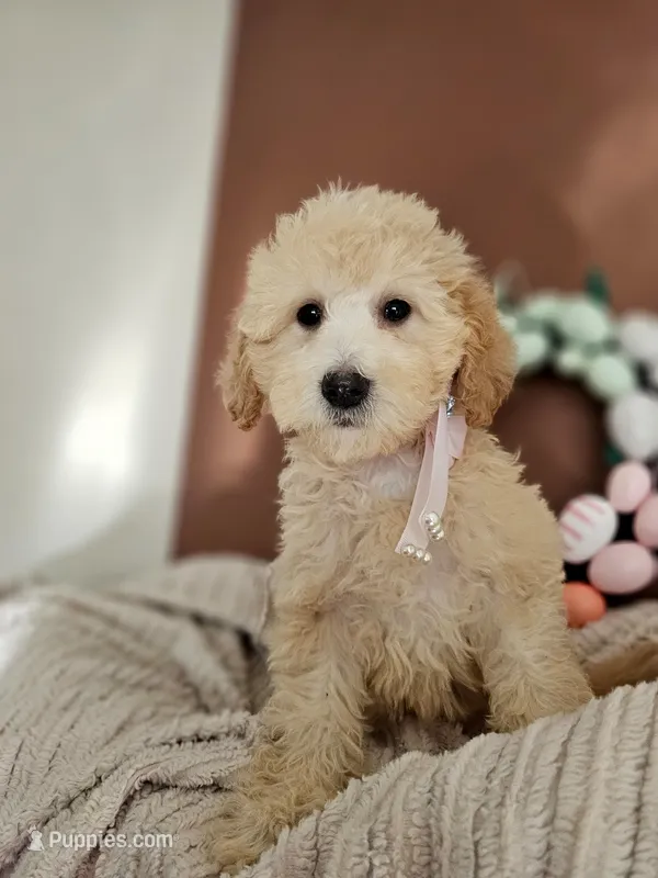 Bunny - F1B Mini Goldendoodle  – Miniature Goldendoodle puppy for sale in Madison, WI