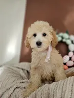 Bunny - F1B Mini Goldendoodle , a female Miniature Goldendoodle for sale in Madison, WI – Photo 1 of 2