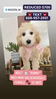 Bunny - F1B Med Mini Goldendoodle , a female Goldendoodle and Miniature Goldendoodle for sale in Madison, WI – Photo 6 of 6