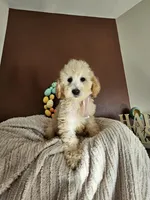 Bunny - F1B Mini Goldendoodle , a female Miniature Goldendoodle for sale in Madison, WI – Photo 2 of 2