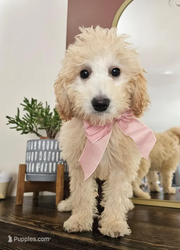 Bunny - F1B Mini Goldendoodle  – Miniature Goldendoodle puppy for sale in Madison, WI
