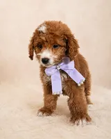 Ember • Micro Petite Mini Goldendoodle, a female Miniature Goldendoodle for sale in Madison, WI – 3 of 6