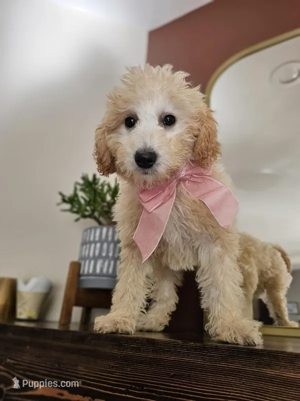 Bunny Med Mini Goldendoodle – Goldendoodle, Miniature Goldendoodle puppy for sale in Madison, WI