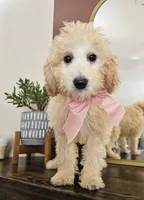 Bunny Med Mini Goldendoodle, a female Goldendoodle and Miniature Goldendoodle for sale in Madison, WI – Photo 2 of 2