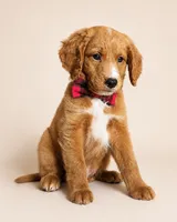 Rodeo - Med Mini Goldendoodle Flat Coat, a male Miniature Goldendoodle for sale in Madison, WI – 4 of 4
