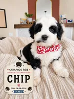 Chip - F1B Cavapoo, a male Cavapoo for sale in Madison, WI – 1 of 3