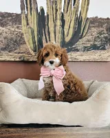 Daisy - F2 Cavapoo, a female Cavapoo for sale in Madison, WI – Photo 2 of 2