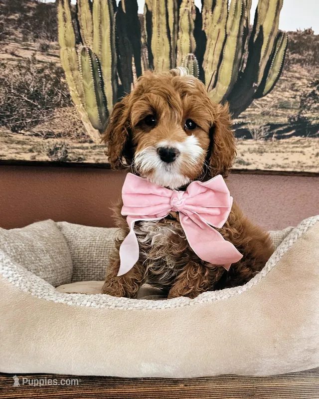 Daisy - F2 Cavapoo – Cavapoo puppy for sale in Madison, WI